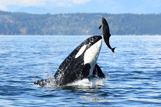 Parksville Sunset Whale and Wildlife Adventure - Timing, Season, and Weather
