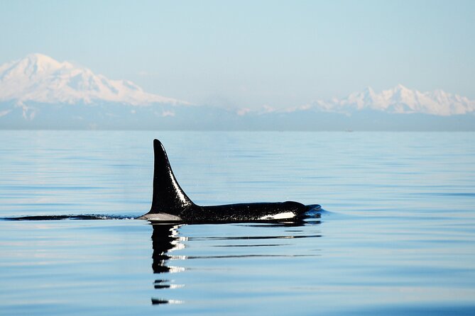 Parksville Sunset Whale and Wildlife Adventure - Who Will Enjoy This Outing Most?