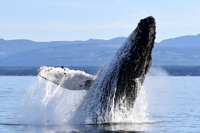 Parksville: Sunset Whale and Wildlife Adventure - Leaving Parksville for the Salish Sea