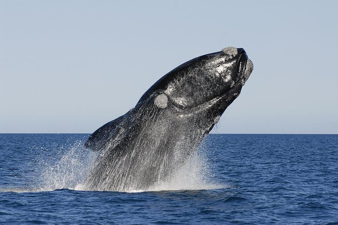 Peninsula Valdes Tour with Optional Whale Watching - Why Peninsula Valdés Is Worth the Long Day