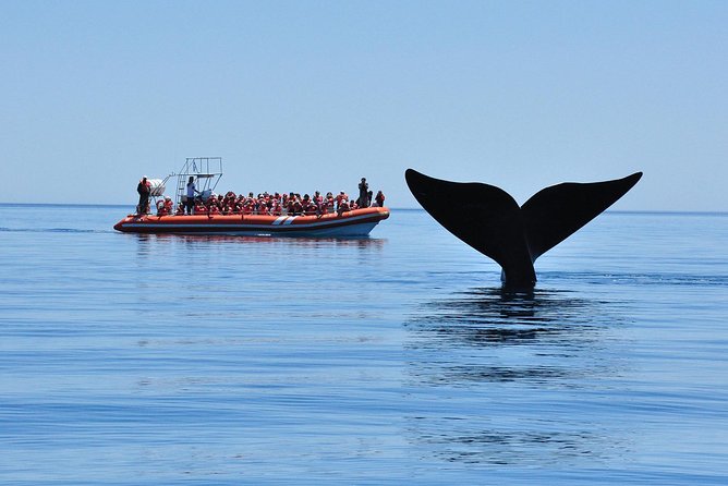 Peninsula Valdes Tour with Optional Whale Watching - Four Hours Across the Peninsula
