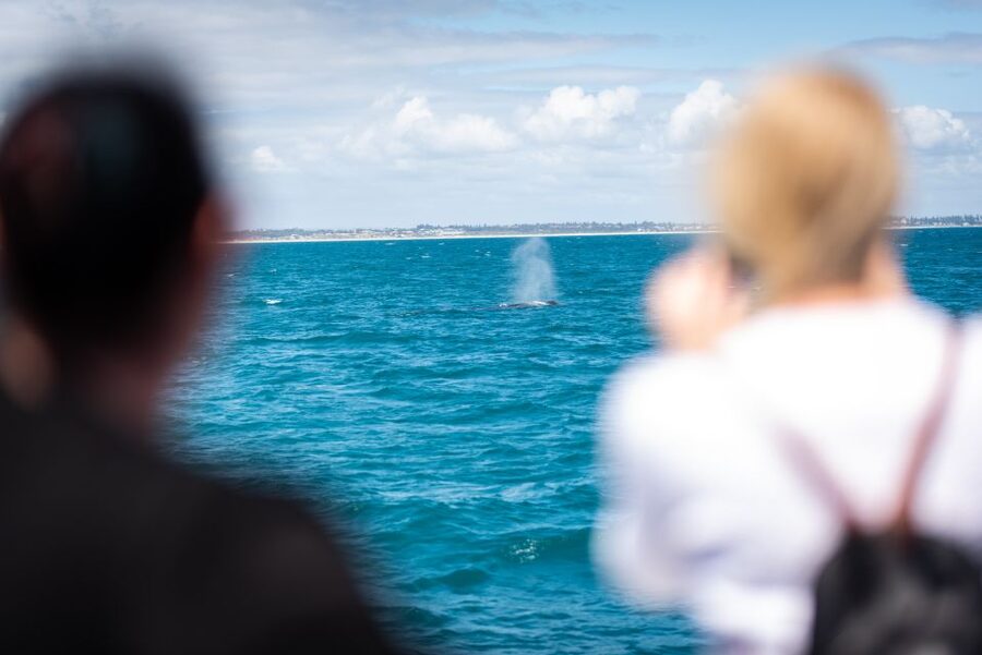 Perth: Whale Watching Cruise from Hillarys Boat Harbour - Key points to know before you book
