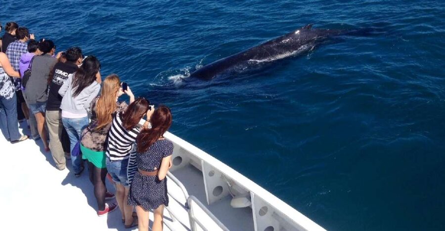 Perth: Whale Watching Cruise from Hillarys Boat Harbour - Why Hillarys is a smart place to start