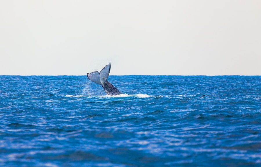 Perth: Whale Watching Cruise from Hillarys Boat Harbour - The two-hour search for humpback whales