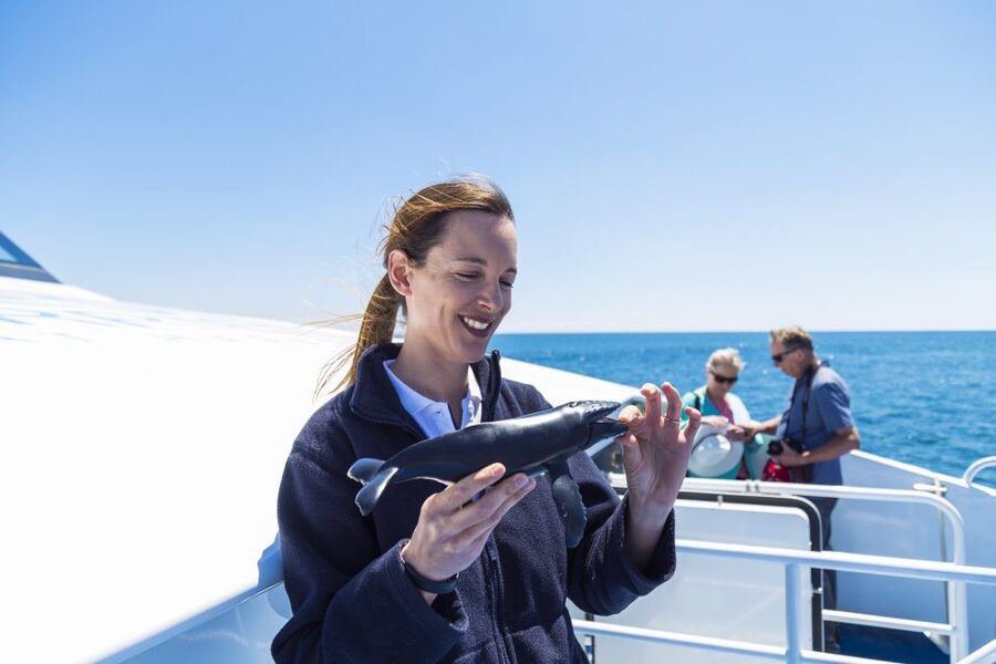 Perth: Whale Watching Cruise from Hillarys Boat Harbour - What the whale sightings can be like