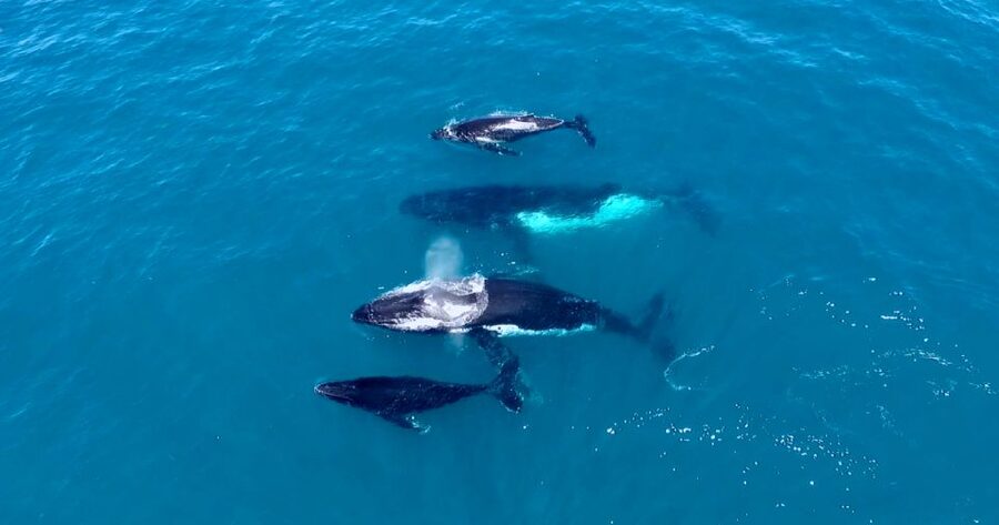 Perth: Whale Watching Cruise from Hillarys Boat Harbour - Timing, weather, and what to bring