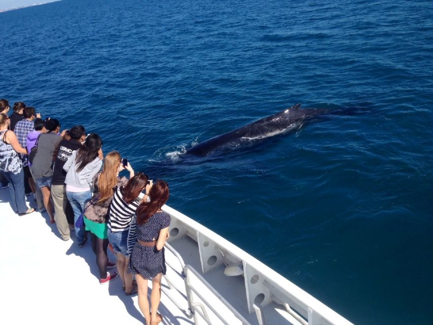 Perth: Whale Watching Cruise from Hillarys Boat Harbour - Boarding the air-conditioned catamaran