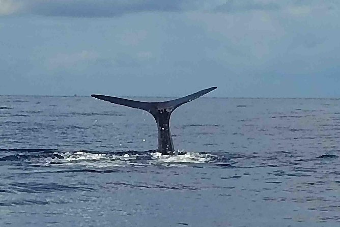 PH Whale Watch & Dolphin Cruise in Dominica - A Small Boat with a Big Advantage
