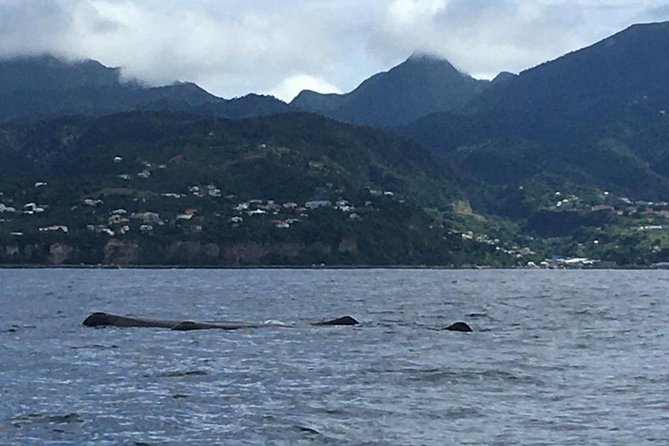 PH Whale Watch & Dolphin Cruise in Dominica - Who Should Book This Trip