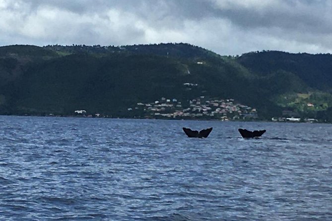 PH Whale Watch & Dolphin Cruise in Dominica - Heading North Along Dominica’s Coast