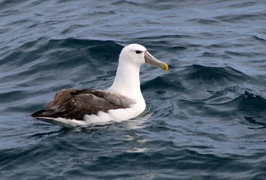Philip Island: Dolphin and Whale Cruise - Key points to know before booking