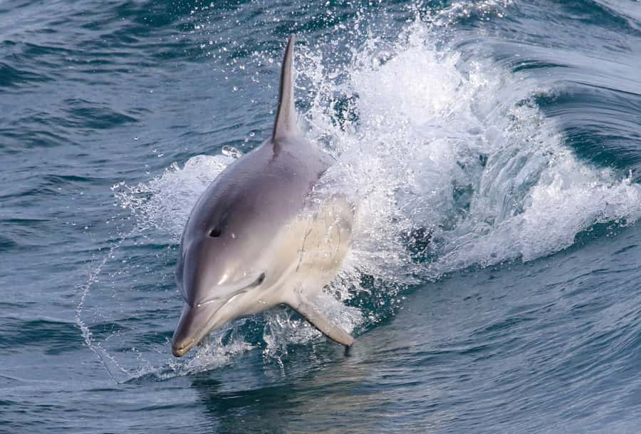 Philip Island: Dolphin and Whale Cruise - A three-hour search along Phillip Islands southern coast