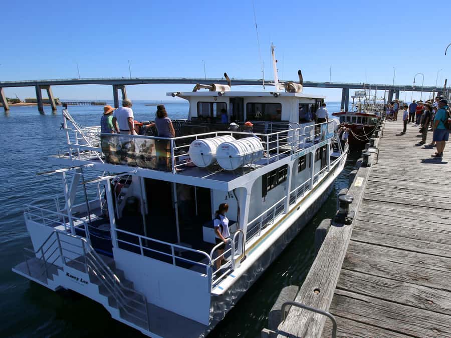 Philip Island: Dolphin and Whale Cruise - Whales are the main event, but not a guarantee