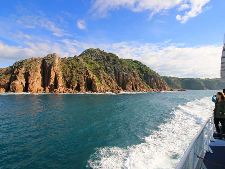 Philip Island: Dolphin and Whale Cruise - Seals and seabirds fill the gaps