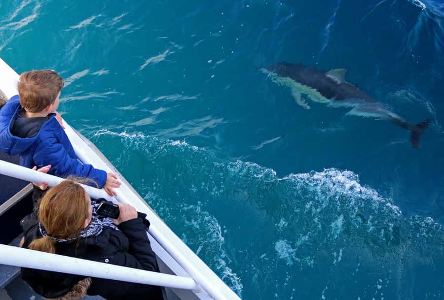Philip Island: Dolphin and Whale Cruise - Tea, cake, and the licensed bar