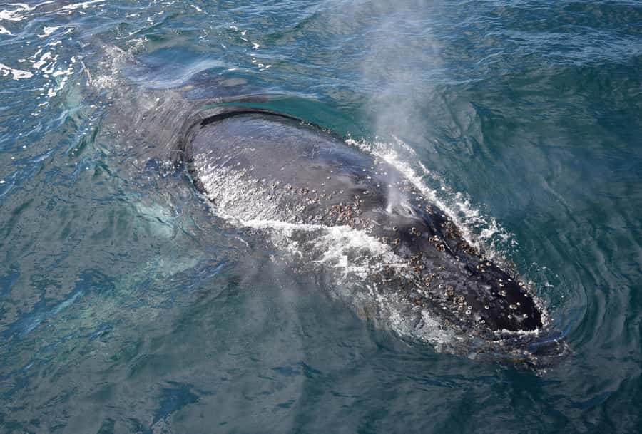 Philip Island: Dolphin and Whale Cruise - Who will enjoy this Phillip Island cruise most