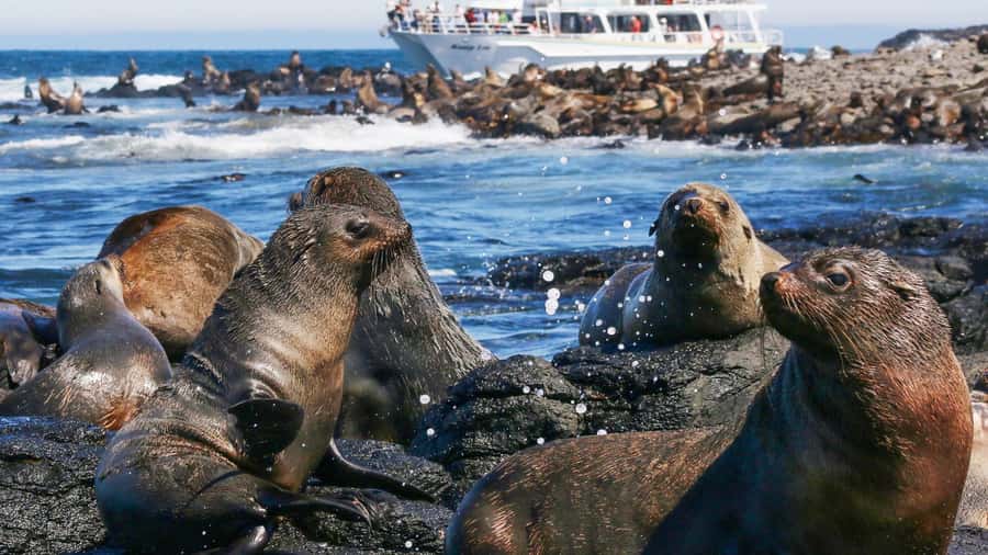 Phillip Island: Whale Watching Boat Tour - Key points to know before you go