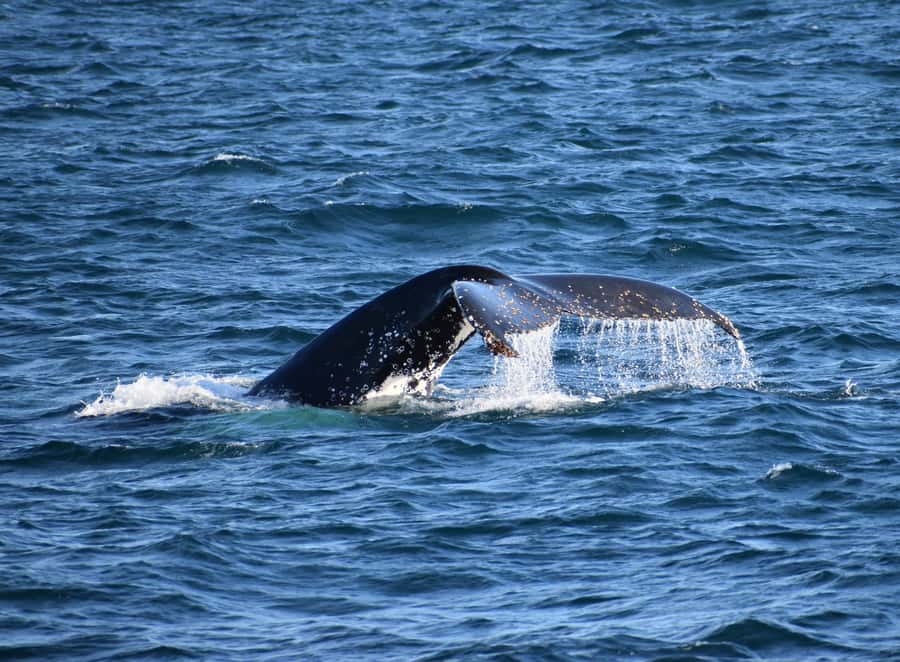 Phillip Island: Whale Watching Boat Tour - Setting out from Rhyll for a winter whale search