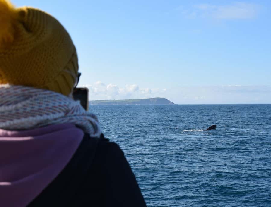 Phillip Island: Whale Watching Boat Tour - Dolphins, wake play, and smaller surprises