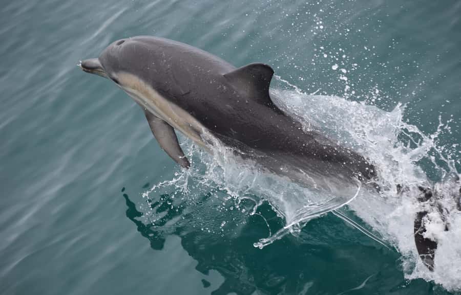 Phillip Island: Whale Watching Boat Tour - Booking, cancellation, and practical planning