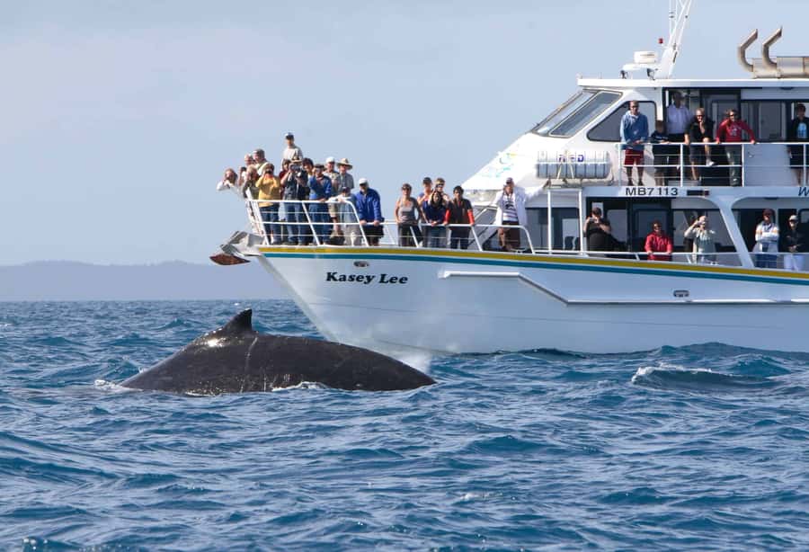 Phillip Island: Whale Watching Boat Tour - The first wildlife reward at Seal Rocks
