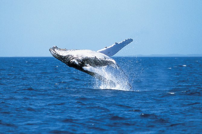 Phillip Island Whale Watching Tour - Four hours on Phillip Island’s open water
