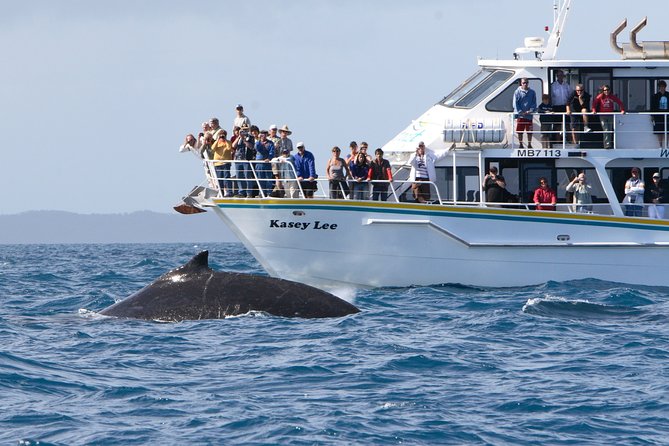Phillip Island Whale Watching Tour - Seal Rocks, where the wildlife show usually begins