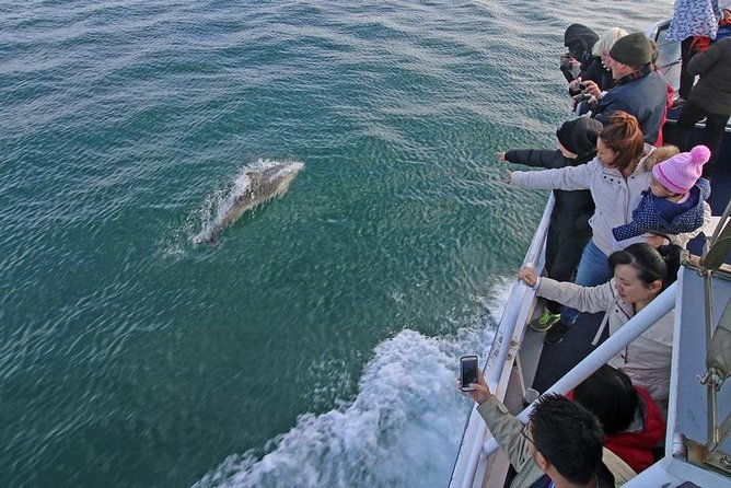 Phillip Island Whale Watching Tour - Dolphins, albatross, and little penguins fill the gaps