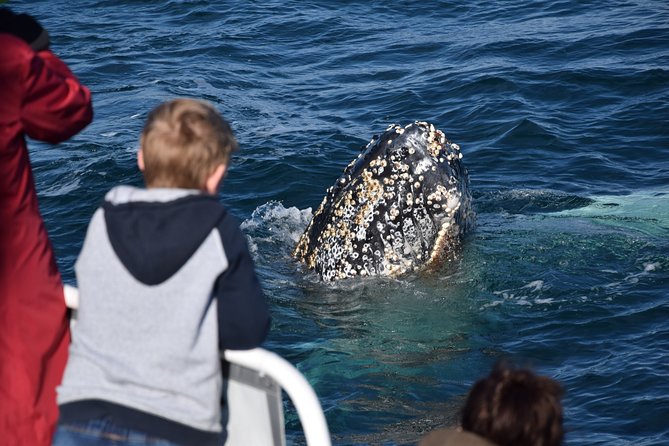 Phillip Island Whale Watching Tour - What the boat experience is like