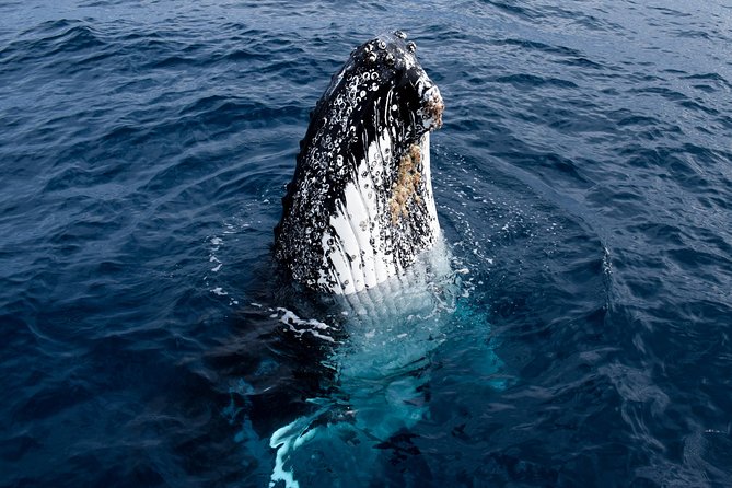 Phillip Island Whale Watching Tour - Morning tea adds practical value