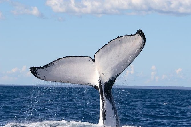 Phillip Island Whale Watching Tour - Who will enjoy this cruise most?
