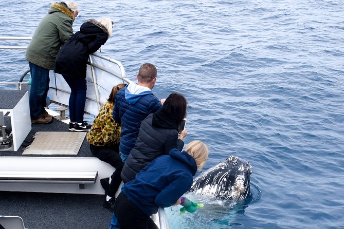 Phillip Island Whale Watching Tour - Cape Woolamai and the search for whales
