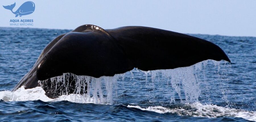 Pico Island: Azores Whale & Dolphin Watching on Zodiac Boat - Searching for Pico’s whales and dolphins