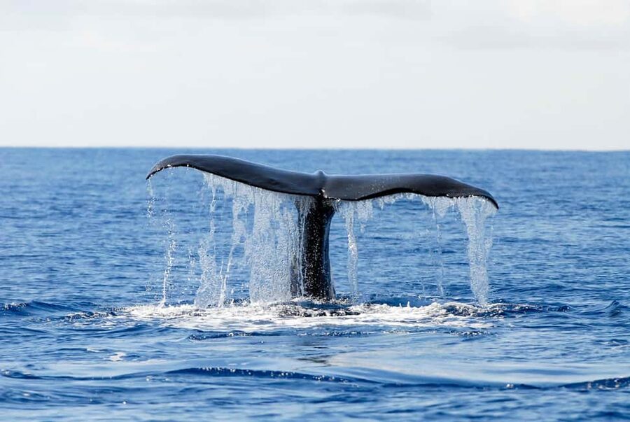 Pico Island: Azores Whale & Dolphin Watching on Zodiac Boat - The Pico coast from the water