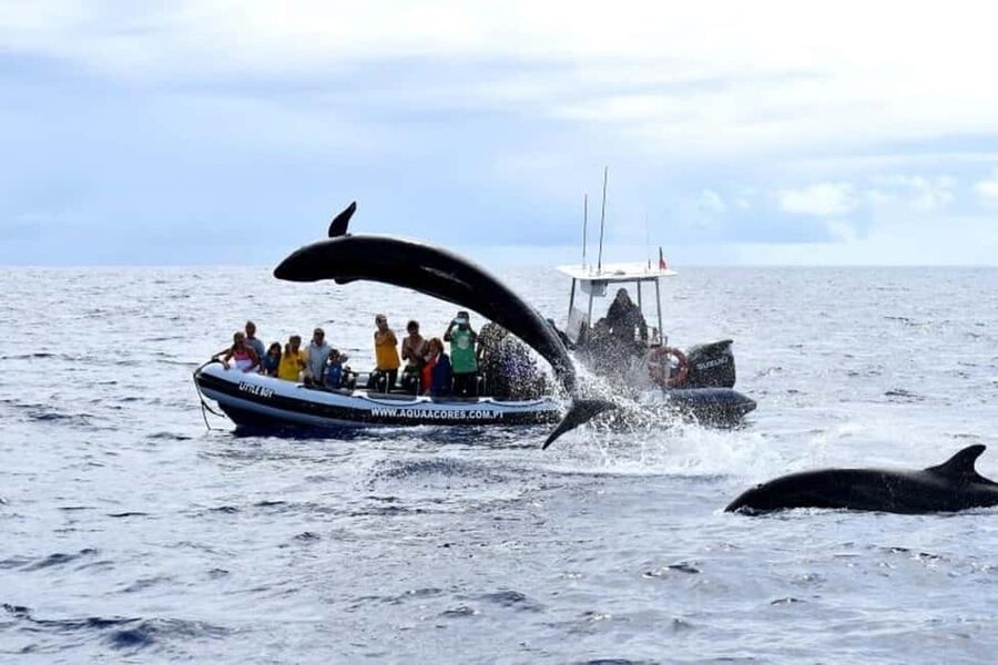 Pico Island: Azores Whale & Dolphin Watching on Zodiac Boat - Weather decisions and the wildlife gamble