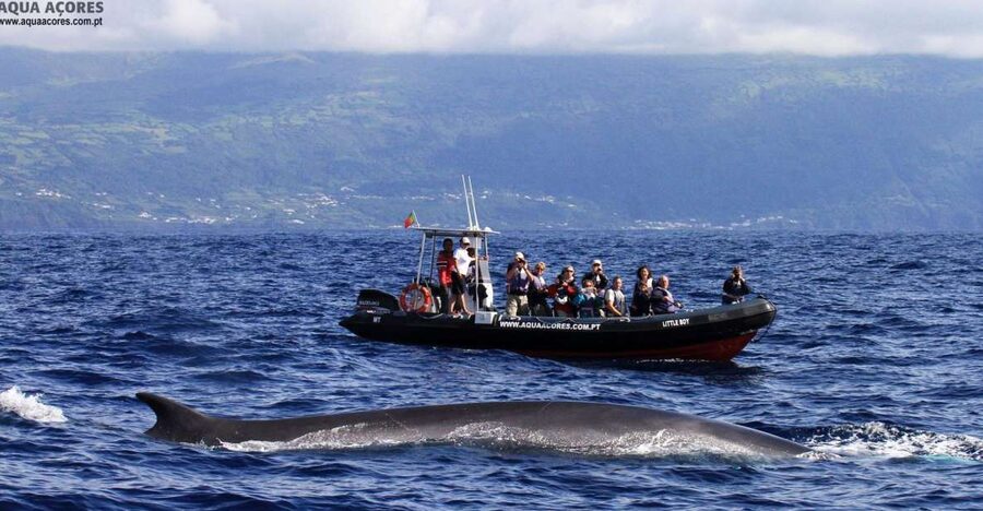 Pico Island: Azores Whale & Dolphin Watching on Zodiac Boat - A Zodiac ride with real spray and speed