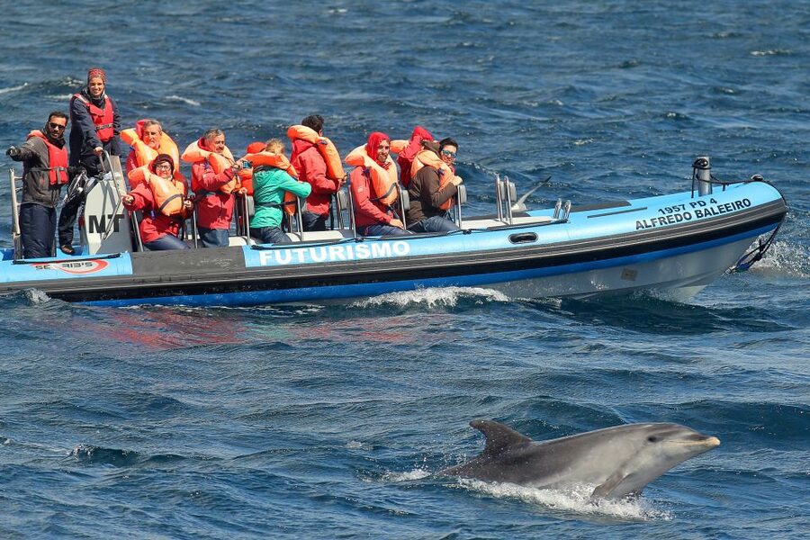 Pico Island: Whale Watching Experience from Lajes do Pico - Who will enjoy this tour most