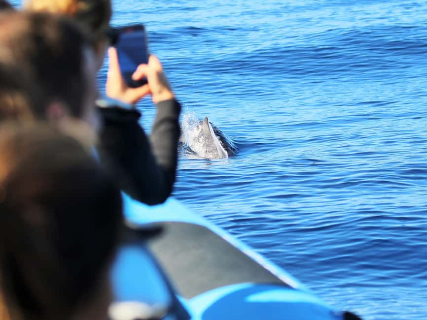 Pico Island: Whale Watching Experience from Lajes do Pico - Why the Azores are a strong place to watch cetaceans