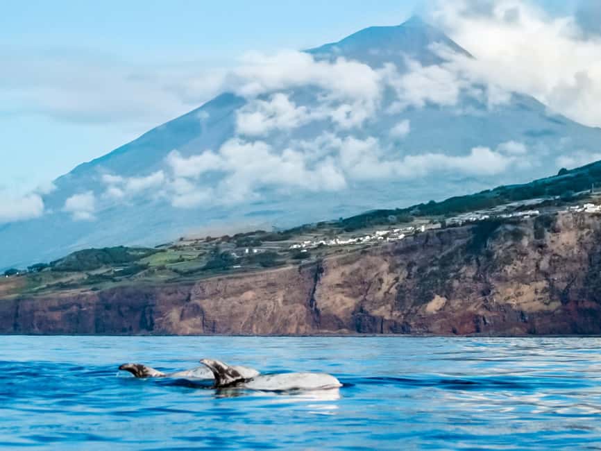 Pico Island: Whale Watching Experience from Lajes do Pico - The 15-minute briefing sets the tone