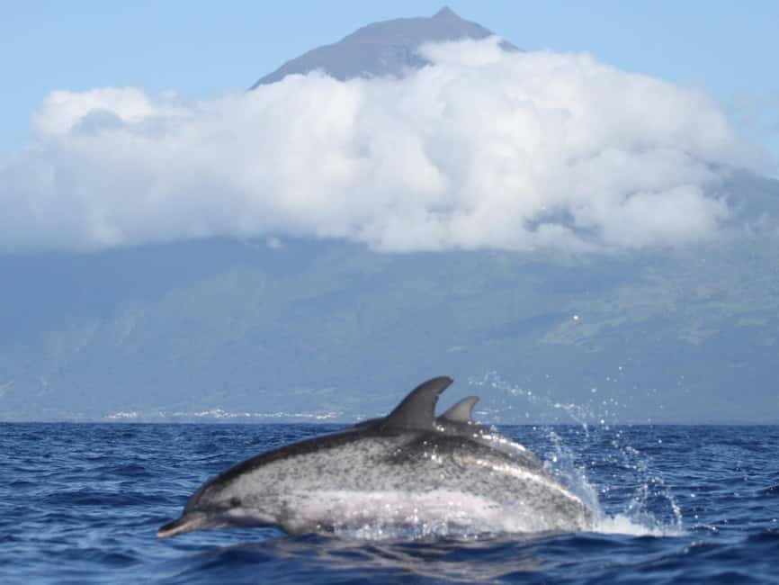 Pico Island: Whale Watching Experience from Lajes do Pico - Riding the zodiac along Pico’s coast