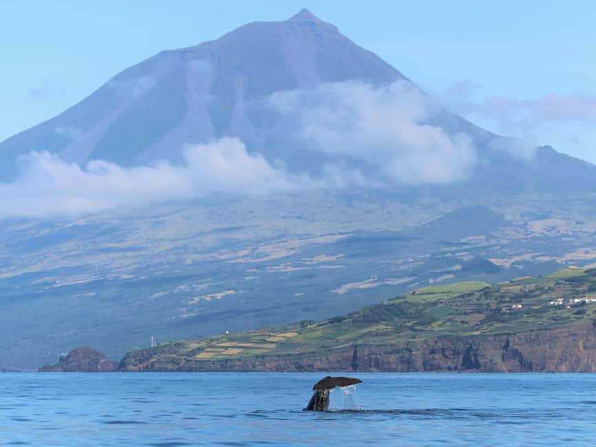 Pico Island: Whale Watching Experience from Lajes do Pico - Searching for whales and dolphins in open water