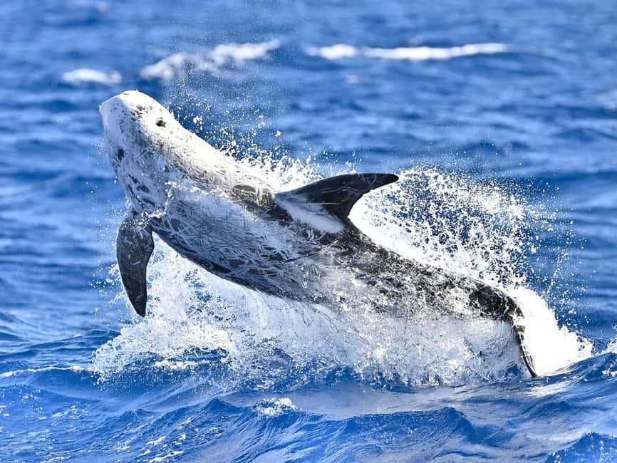 Pico Island: Whale Watching Experience from Lajes do Pico - What you might see during the three hours