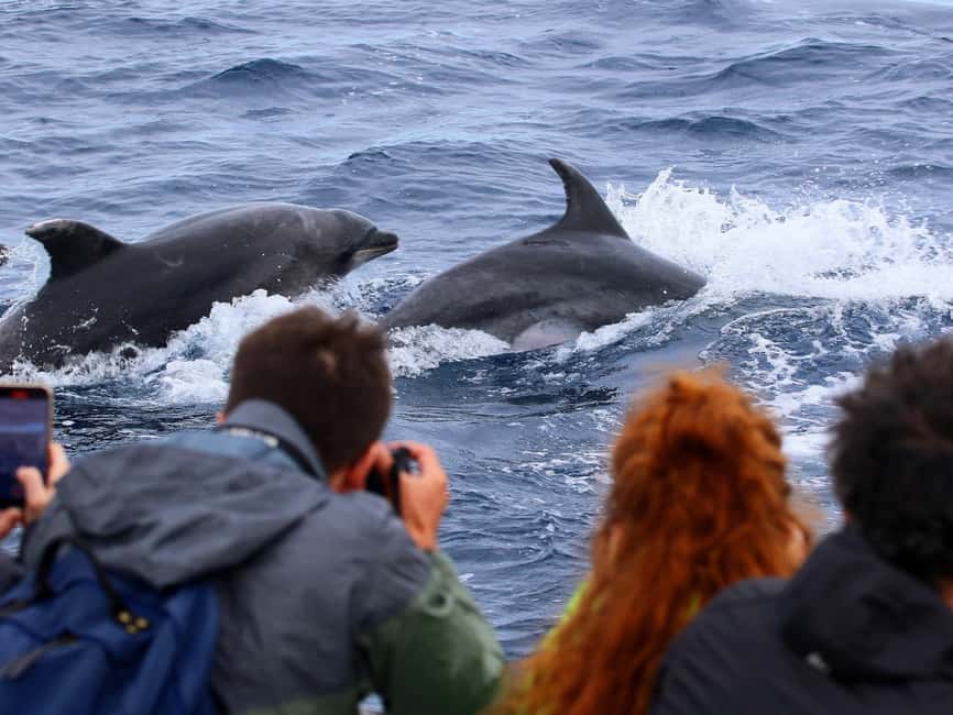 Pico Island: Whale Watching Experience from Lajes do Pico - Conservation is more than a slogan here