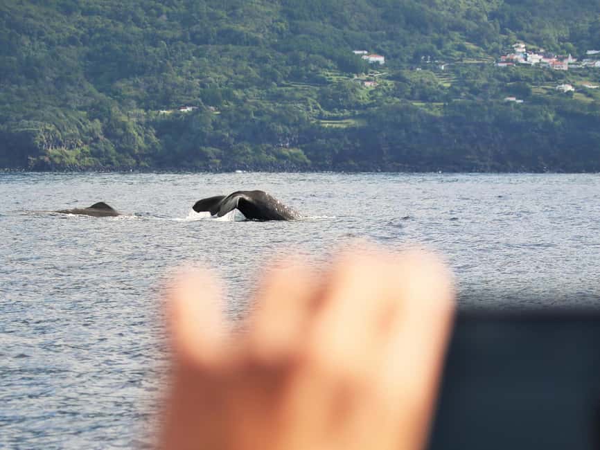 Pico Island: Whale Watching Experience from Lajes do Pico - Is $82 a fair price?