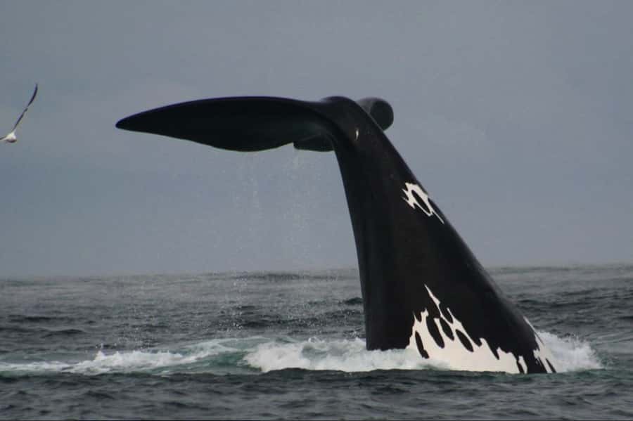Plettenberg Bay: Whale Watching Boat Cruise - A fast, wet start from Plettenberg Bay beach