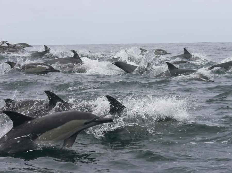 Plettenberg Bay: Whale Watching Boat Cruise - Whales are the goal, but not the whole show
