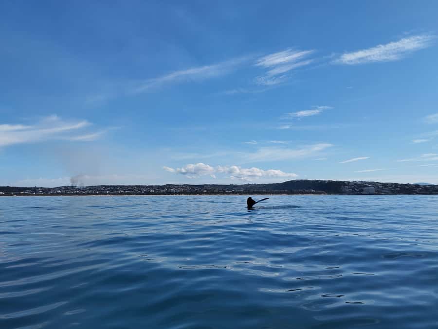 Plettenberg Bay: Whale Watching Boat Cruise - How the two-hour schedule feels