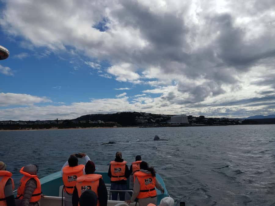Plettenberg Bay: Whale Watching Boat Cruise - Is $49 a fair price?