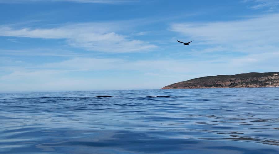 Plettenberg Bay: Whale Watching Boat Cruise - Who will enjoy this boat most?