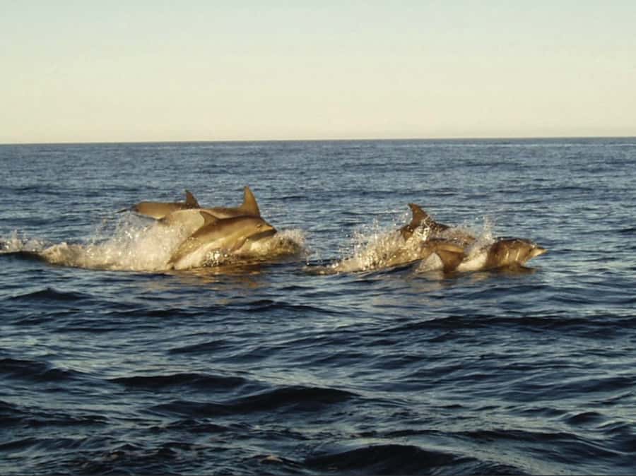 Plettenberg Bay: Whale Watching Boat Cruise - Two hours of searching the bay and coast